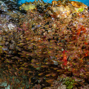Huge swarm of glassfish covering a coral wall, Raja Ampat, Indonesia
