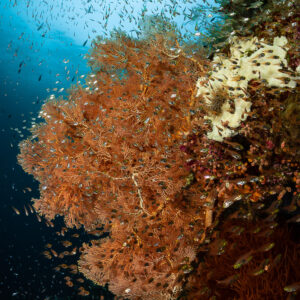 Pink sea fan with schooling fish in sunlit water, vertical, Raja Ampat, Indonesia