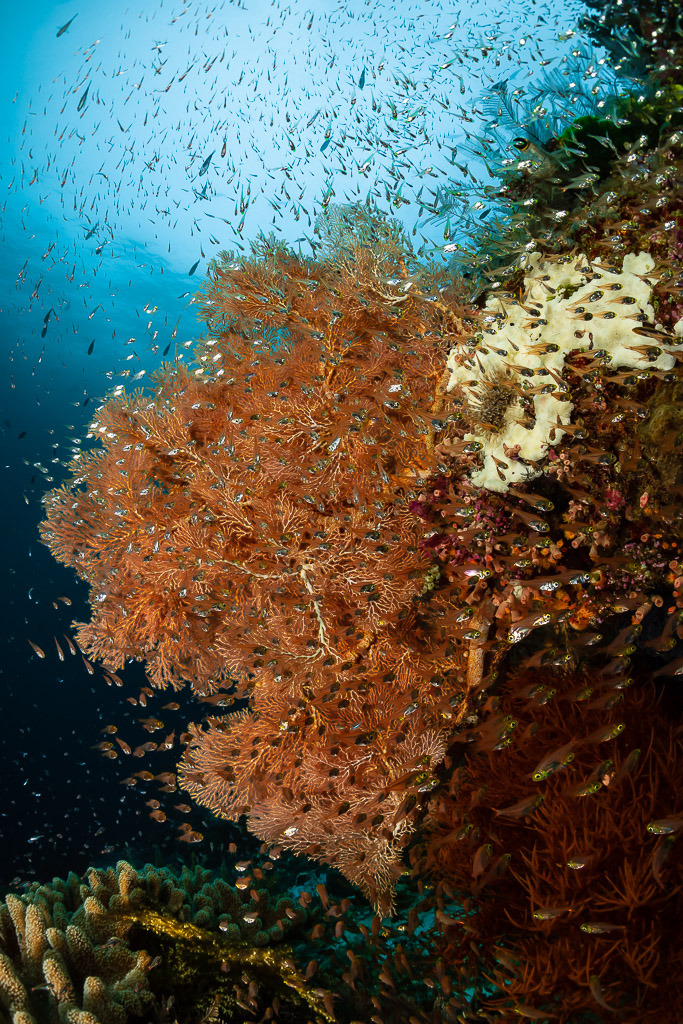Gorgone rose avec banc de poissons dans une eau ensoleillée, vertical, Raja Ampat, Indonésie