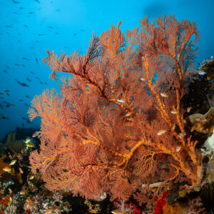 Red-veined sea fan on reef slope against blue water, vertical, Raja Ampat, Indonesia