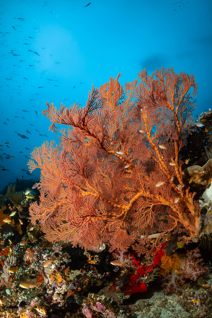 Red-veined sea fan on reef slope against blue water, vertical, Raja Ampat, Indonesia