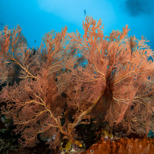 Vue large d’une gorgone rose géante sur la pente récifale, Raja Ampat, Indonésie