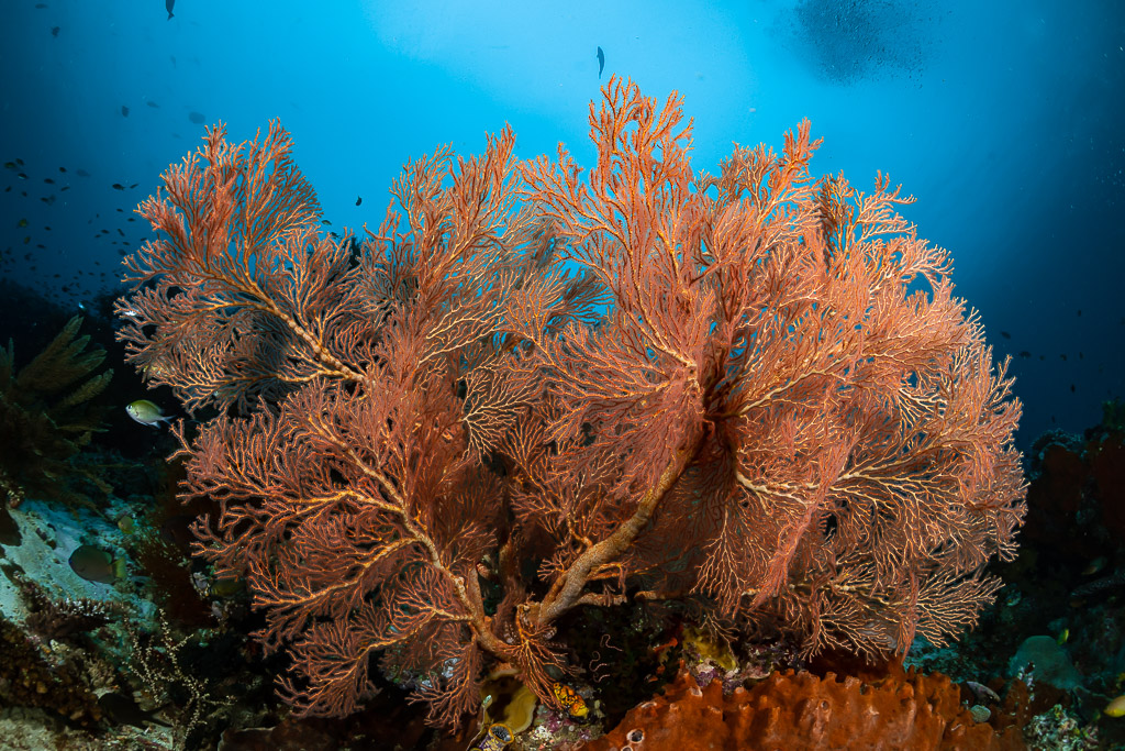 Vue large d’une gorgone rose géante sur la pente récifale, Raja Ampat, Indonésie