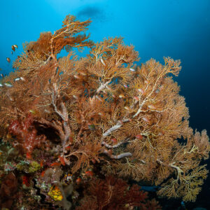 Large branching sea fan with white skeleton on reef, wide view, Raja Ampat, Indonesia