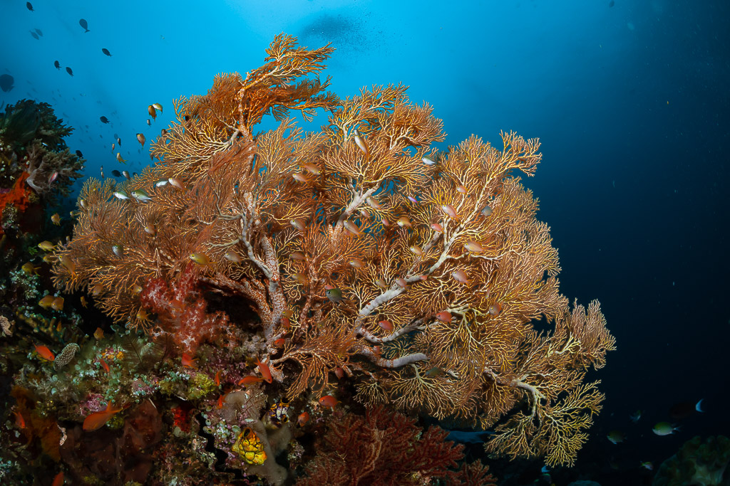 Large branching sea fan with white skeleton on reef, wide view, Raja Ampat, Indonesia