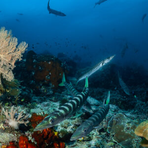 Barracudas cruising low over a colourful reef among sea fans, vertical, Raja Ampat, Indonesia