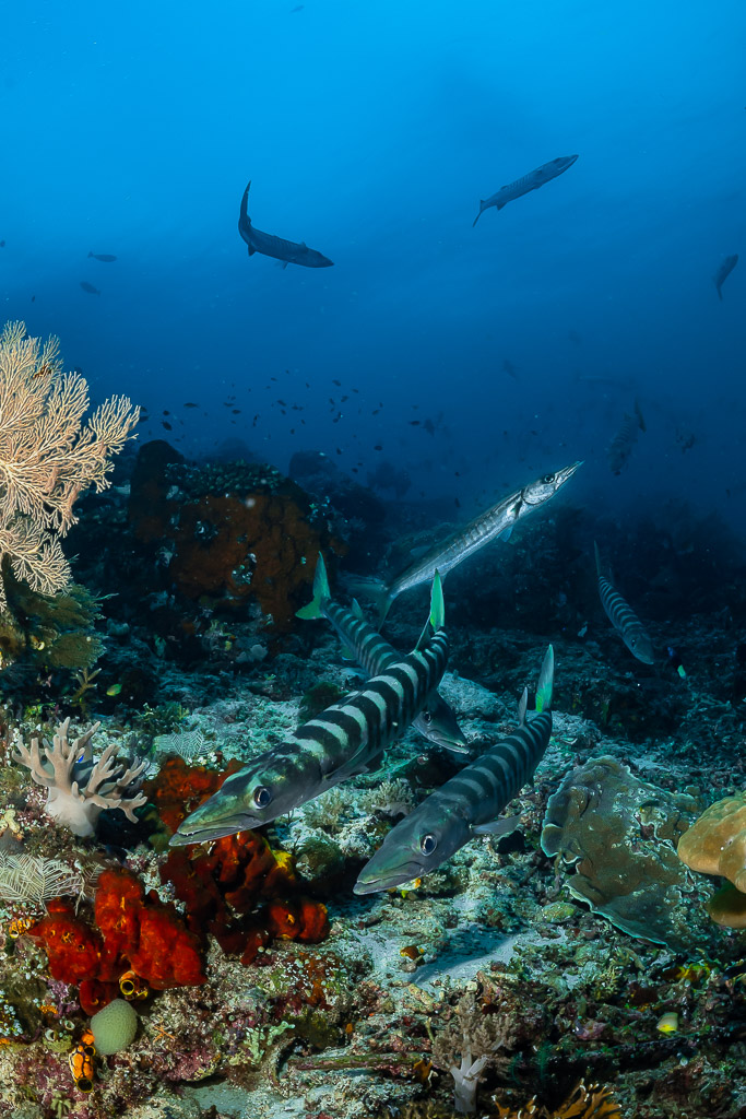 Barracudas cruising low over a colourful reef among sea fans, vertical, Raja Ampat, Indonesia