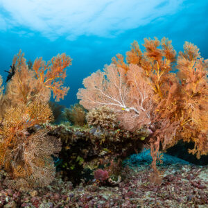 Two large sea fans side by side on reef under the surface, Raja Ampat, Indonesia
