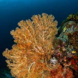 Orange sea fan with red soft coral on reef slope, vertical, Raja Ampat, Indonesia