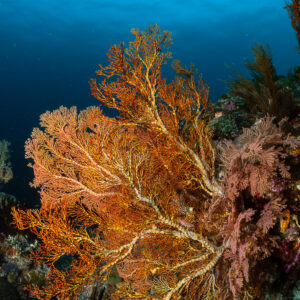 Orange sea fan beside a pink sea fan on the reef, vertical, Raja Ampat, Indonesia