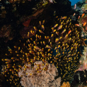 Golden glassfish swarm sheltering above a coral head, vertical, Raja Ampat, Indonesia