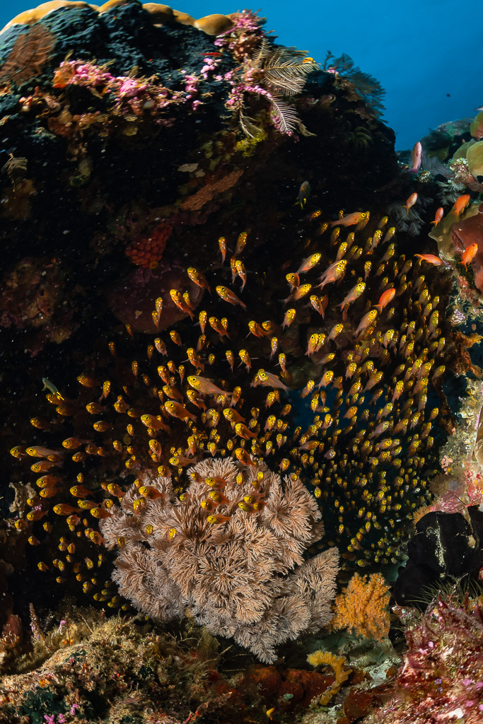 Golden glassfish swarm sheltering above a coral head, vertical, Raja Ampat, Indonesia