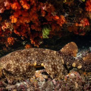Wobbegong shark resting under a ledge with orange soft corals, Raja Ampat, Indonesia