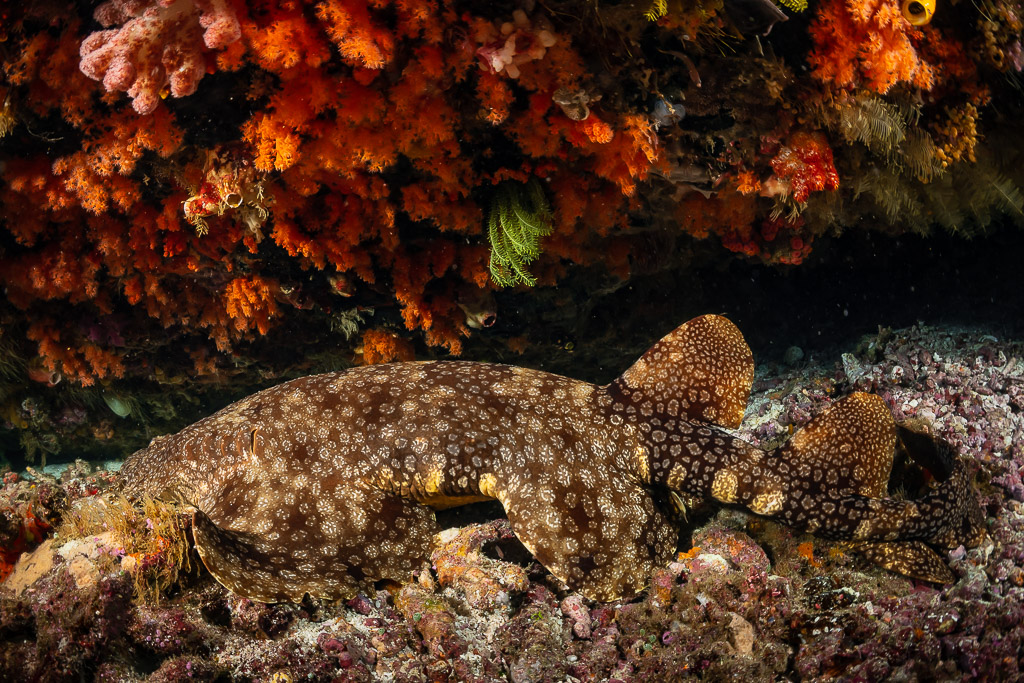 Wobbegong shark resting under a ledge with orange soft corals, Raja Ampat, Indonesia