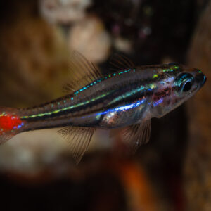 Redspot cardinalfish at night with red spot at tail base, Raja Ampat, Indonesia