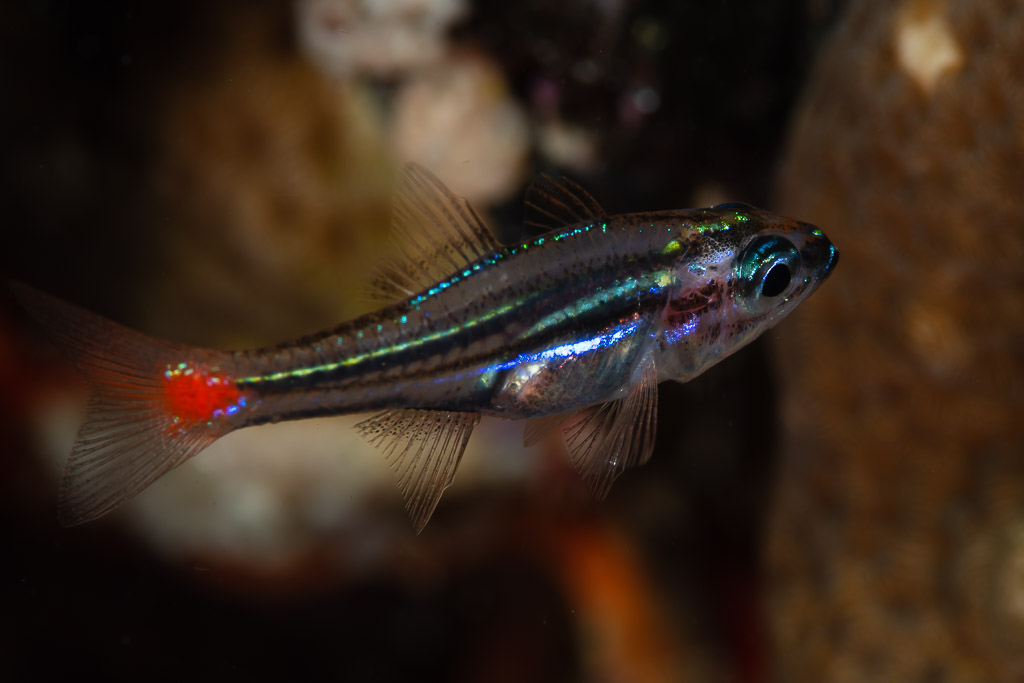 Apogon à tache rouge la nuit, tache rouge visible à la base de la queue, Raja Ampat, Indonésie