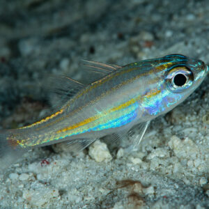 Yellowstriped cardinalfish hovering over sand at night, Raja Ampat, Indonesia