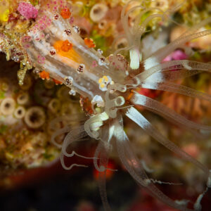 Anémone de mer translucide aux tentacules annelés sur le récif la nuit, Raja Ampat, Indonésie