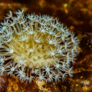 Colonial polyps with white star-shaped tentacles, close-up, Raja Ampat, Indonesia