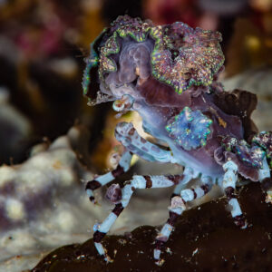 Corallimorph decorator crab carrying a mushroom anemone on its back, Raja Ampat, Indonesia