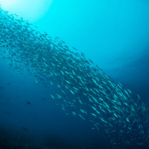 Banc de fusiliers descendant le long de la pente récifale sous les rayons du soleil, vertical, Raja Ampat, Indonésie