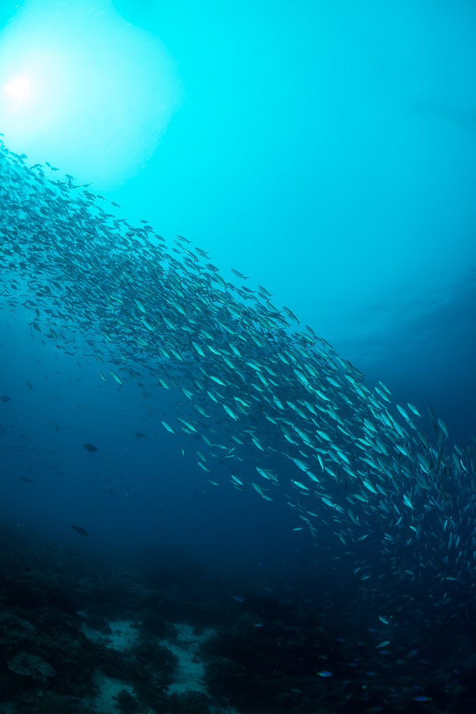 Banc de fusiliers descendant le long de la pente récifale sous les rayons du soleil, vertical, Raja Ampat, Indonésie