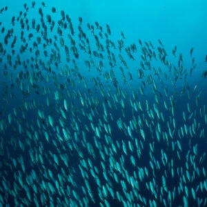 Massive wall of fusiliers in blue water, vertical, Raja Ampat, Indonesia