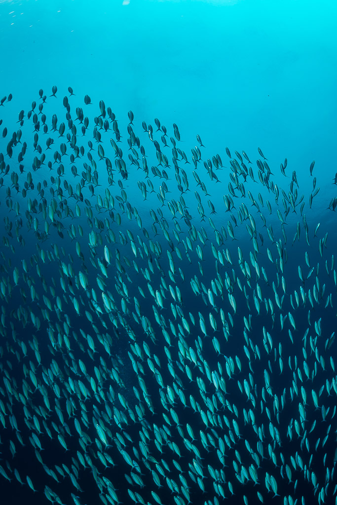 Massive wall of fusiliers in blue water, vertical, Raja Ampat, Indonesia