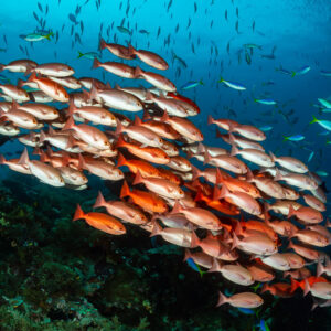 School of slender pinjalo over the reef with fusiliers behind, Raja Ampat, Indonesia
