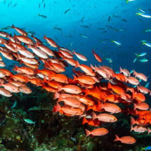 Bright red slender pinjalo school sweeping over the reef, Raja Ampat, Indonesia