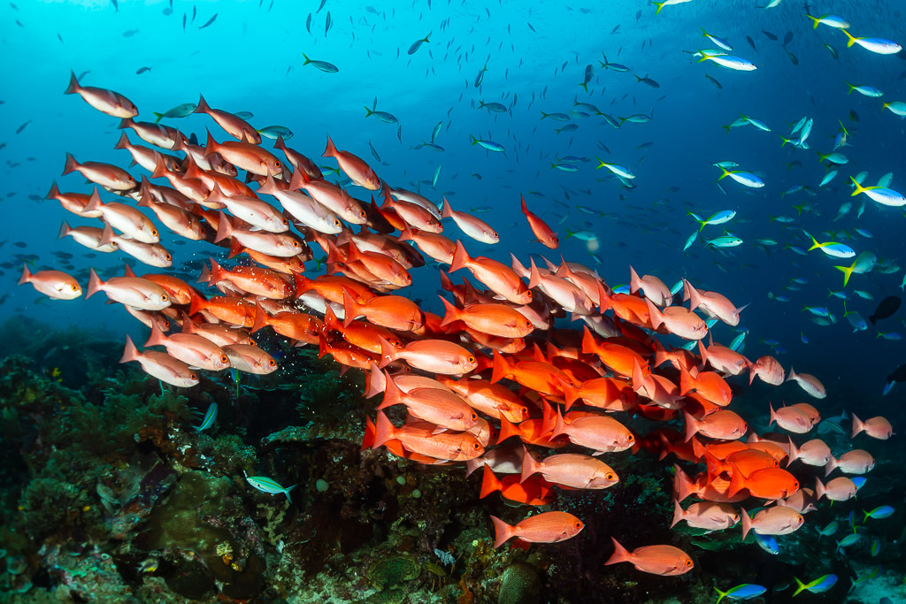Bright red slender pinjalo school sweeping over the reef, Raja Ampat, Indonesia