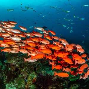 Slender pinjalo school low over the reef, wider framing, Raja Ampat, Indonesia