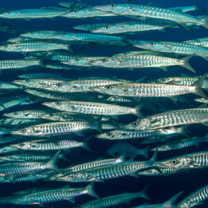 Tight close-up of a blackfin barracuda school in blue water, Raja Ampat, Indonesia