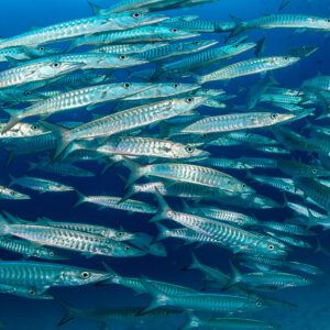 Blackfin barracuda school swimming diagonally across the frame, Raja Ampat, Indonesia