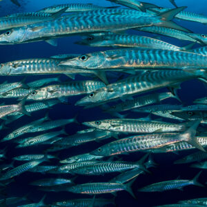 Dense blackfin barracudas in parallel lines, full frame, Raja Ampat, Indonesia