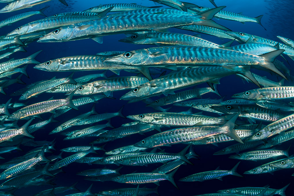 Dense blackfin barracudas in parallel lines, full frame, Raja Ampat, Indonesia