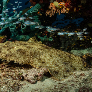 Tasselled wobbegong lying on sand under a ledge with glassfish, Raja Ampat, Indonesia