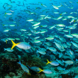 Mixed school of fusiliers over the reef with yellowtail fusiliers in front, Raja Ampat, Indonesia