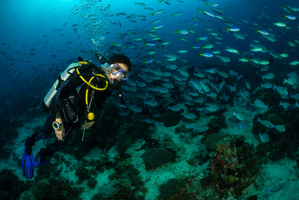 Woman diver swimming alongside a school of fusiliers and surgeonfish, Raja Ampat, Indonesia