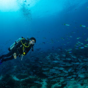 Woman diver in blue water facing a large fish school, wide view, Raja Ampat, Indonesia