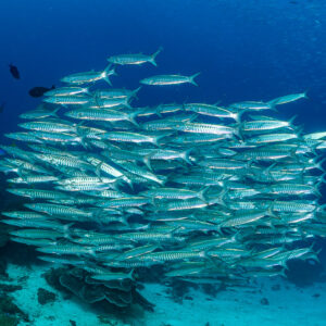 Compact ball of blackfin barracudas over the reef, Raja Ampat, Indonesia