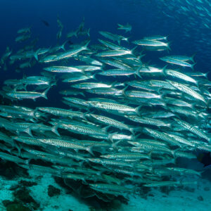 Blackfin barracuda school forming a dense wall above the reef, Raja Ampat, Indonesia