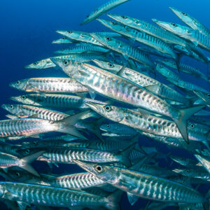 Blackfin barracudas passing close to the camera in silver light, Raja Ampat, Indonesia