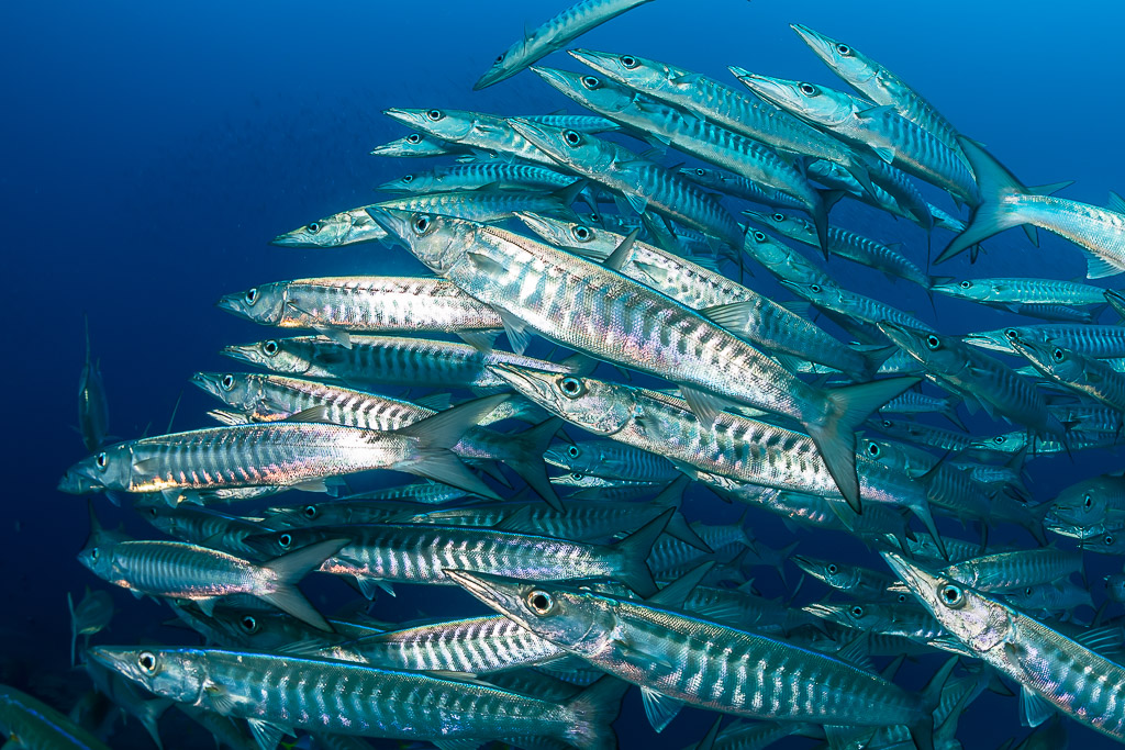 Blackfin barracudas passing close to the camera in silver light, Raja Ampat, Indonesia