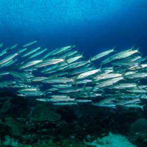 Elongated blackfin barracuda school stretched over the reef, Raja Ampat, Indonesia