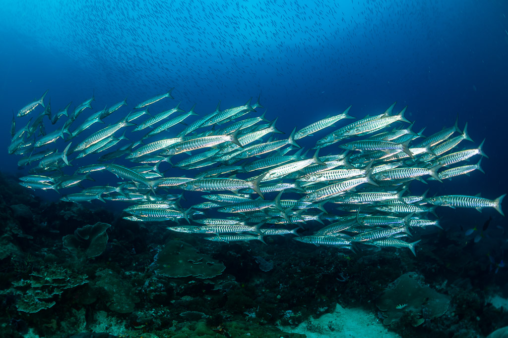 Banc allongé de barracudas à nageoires noires étiré au-dessus du récif, Raja Ampat, Indonésie