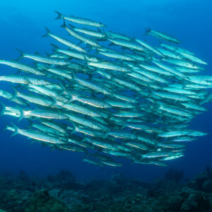 Blackfin barracuda school forming an oval in blue water, Raja Ampat, Indonesia