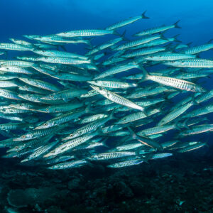 Blackfin barracuda school in a wide oval above the reef, Raja Ampat, Indonesia