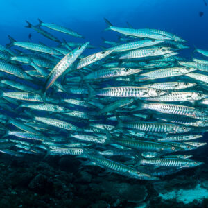 Blackfin barracuda school with one fish turning upward, Raja Ampat, Indonesia