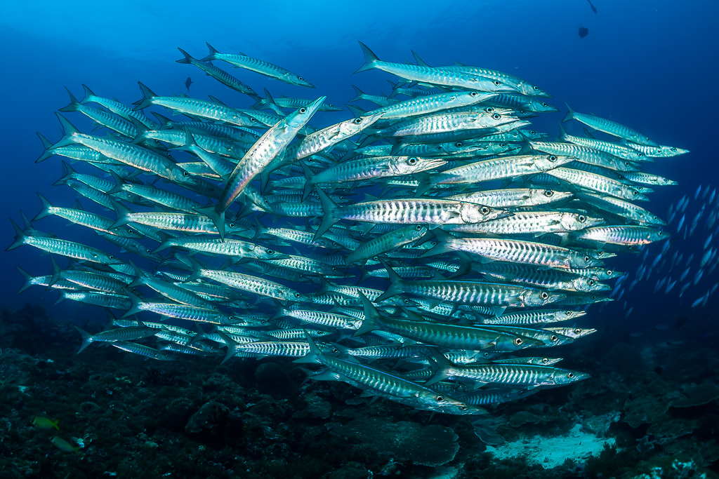 Blackfin barracuda school with one fish turning upward, Raja Ampat, Indonesia